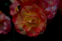 Flower(s) - 19