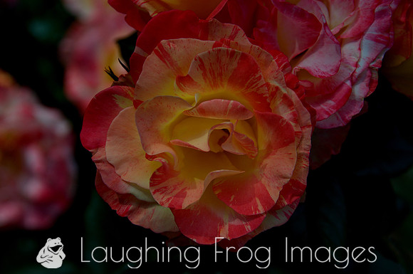 Flower(s) - 19