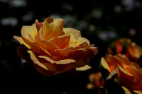Flower(s) - 17