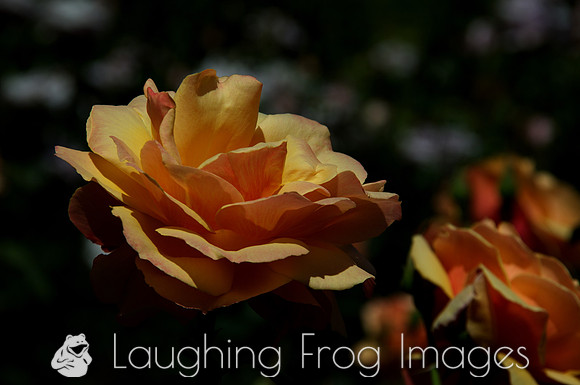Flower(s) - 17