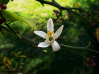 Flower(s) - 7