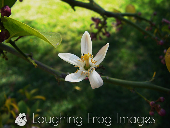 Flower(s) - 7