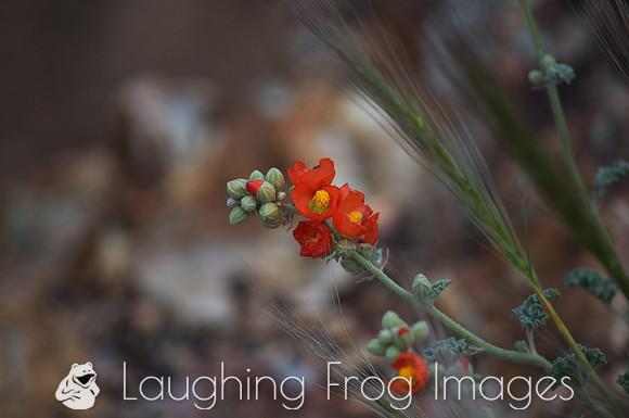 Flower(s) - 21