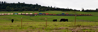 UP 4953 West.  Between James and Oroville, CA.