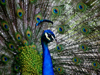 Peacock 2