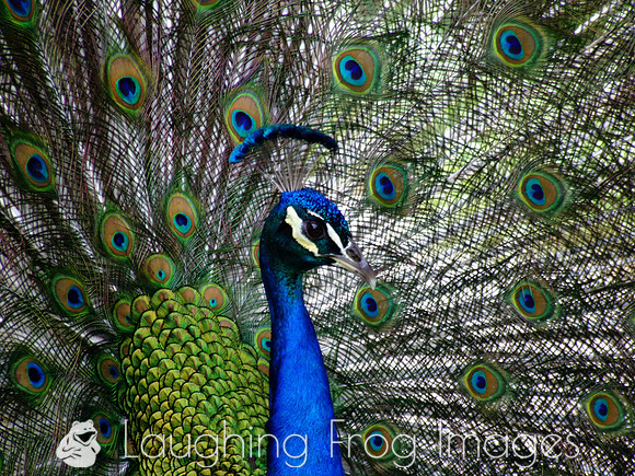 Peacock 2