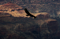 Condor over the Grand Canyon 1