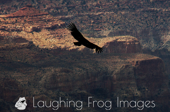 Condor over the Grand Canyon 1