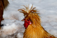 Funky Chicken