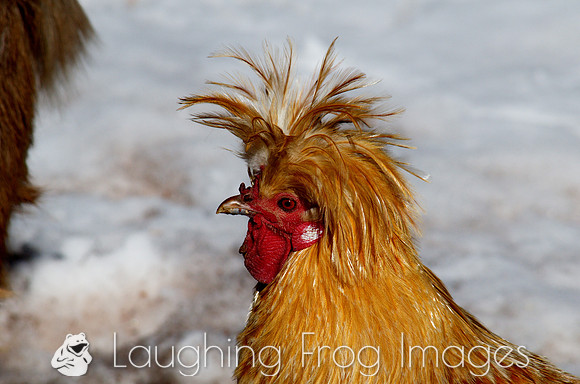 Funky Chicken