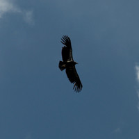 Condor over the Grand Canyon 2
