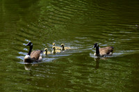 Duck family