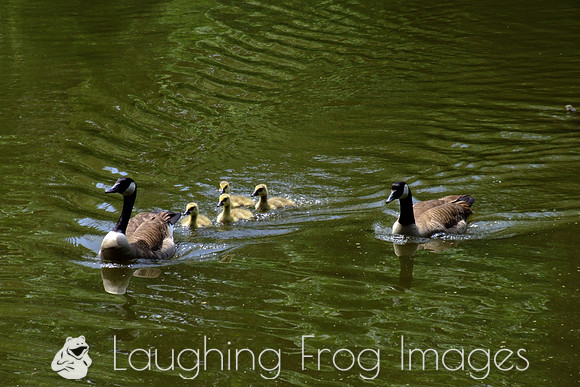 Duck family