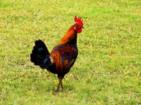 Kauai Chicken