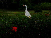 red flower, white bird
