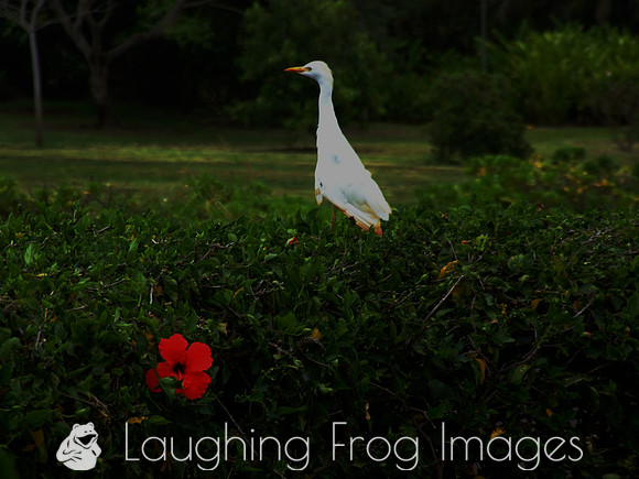 red flower, white bird