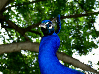 Peacock 3