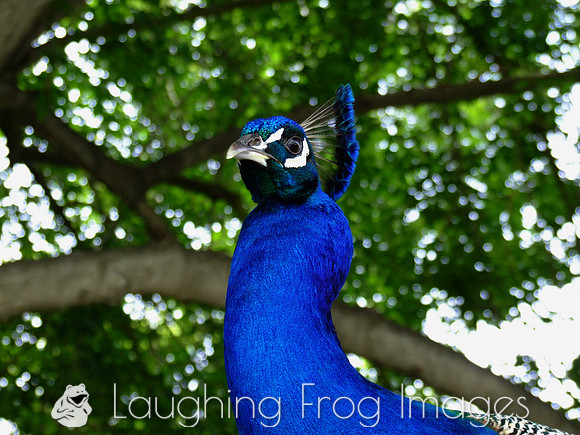Peacock 3