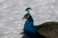 Peacock 1