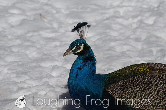 Peacock 1