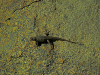 lizard looking to blend in