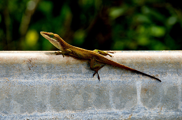 lizard posing