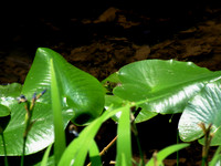frog in the leaves