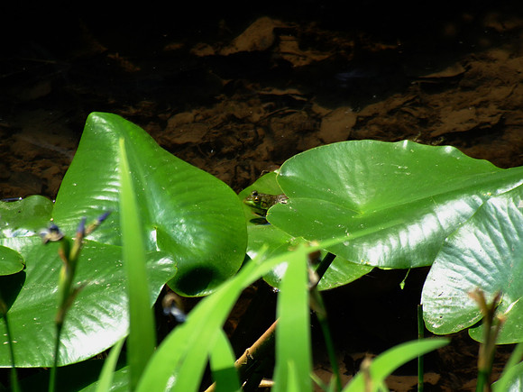 frog in the leaves