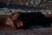 Petrified Forest N.P. 7