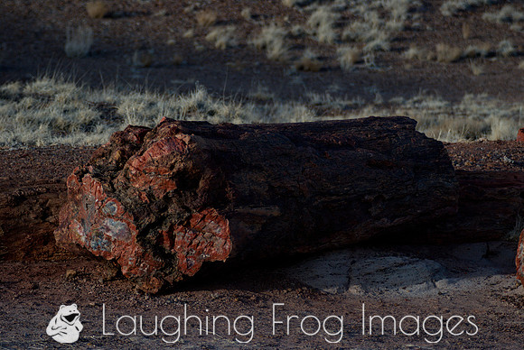 Petrified Forest N.P. 7