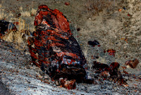 Petrified Forest N.P. 3