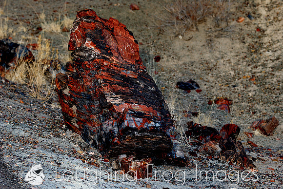 Petrified Forest N.P. 3
