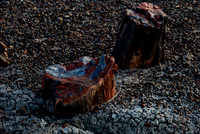 Petrified Forest N.P. 1