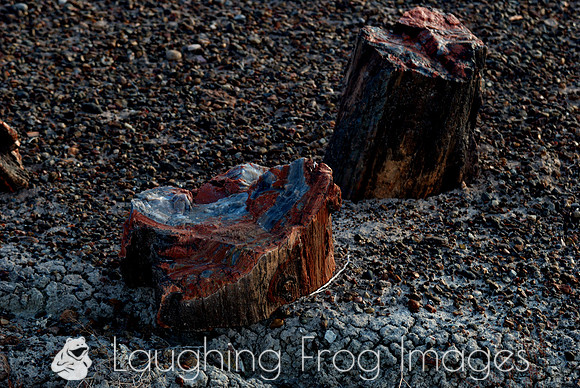 Petrified Forest N.P. 1
