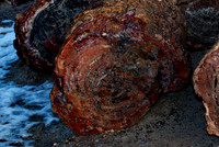Petrified Forest N.P. 8