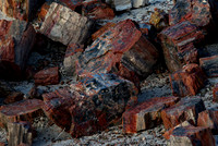 Petrified Forest N.P. 2