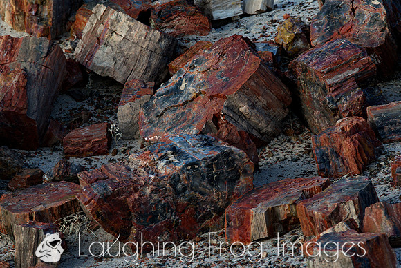 Petrified Forest N.P. 2