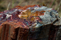 Petrified Forest N.P. 5