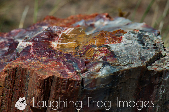 Petrified Forest N.P. 5