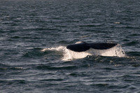 Gray Whales, Long Beach CA 17