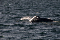 Gray Whales, Long Beach CA 16