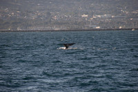 Gray Whales, Long Beach CA 02