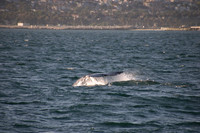 Gray Whales, Long Beach CA 09