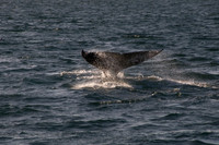 Gray Whales, Long Beach CA 19