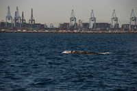 Gray Whales, Long Beach CA 01