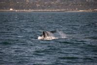 Gray Whales, Long Beach CA 10