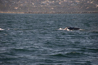 Gray Whales, Long Beach CA 05