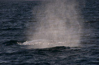 Gray Whales, Long Beach CA 14