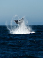 Whale tails, Channel Islands CA 2