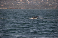 Gray Whales, Long Beach CA 07